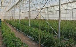 راه اندازی یک واحد گلخانه بامشارکت بانک کشاورزی کرمان
