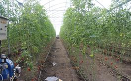 راه اندازی گلخانه 15000 مترمربعی گوجه فرنگی با مشارکت بانک کشاورزی استان گلستان