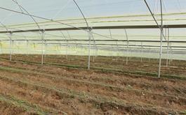 احداث گلخانه 35 هزار مترمربعی با حمایت بانک کشاورزی در کرمان