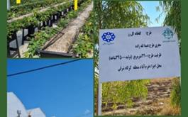 افتتاح گلخانه هیدروپونیک گل رز با حمایت 50 میلیارد ریالی بانک کشاورزی استان لرستان در دهه مبارک فجر