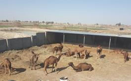 افتتاح واحد پرورش شتر داشتی با مشارکت بانک کشاورزی استان سیستان وبلوچستان