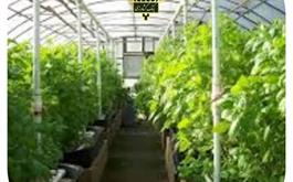 پرداخت   700  ميليارد ريال تسهيلات گلخانه توسط بانك كشاورزي استان قم