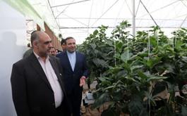 بازدید وزیر جهاد کشاورزی از طرح گلخانه هیدروپونیک سبزی و صیفی