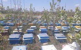 پوشش بیمه ای  2031 کلونی زنبور عسل توسط صندوق بیمه کشاورزی استان البرز