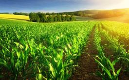 حمایت 172 هزار میلیارد ریالی بانک کشاورزی از زراعت محصولات بهاره و پاییزه در ده ماهه سال جاری