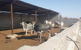 افتتاح واحد پرورش گاو شیری در زهک با حمایت بانک کشاورزی