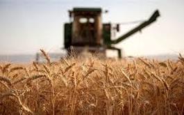 خريد بيش از  23  هزار تن گندم از کشاورزان استان مازندران