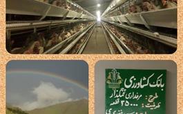 بهره برداری از طرح مرغ تخم گذار آقای سید غفور مجیدی با مشارکت بانک کشاورزی استان کرمانشاه در دهه مبارک فجر