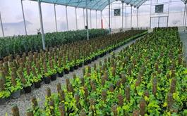 افتتاح طرح احداث و تجهیز گلخانه گیاهان زینتی  به مساحت 6040 متر مربع در شهرستان نور استان مازندران با حمایت بانک کشاورزی