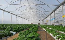 افتتاح طرح احداث گلخانه سبزی و صیفی به مساحت  یک هکتار در شهرستان بابلسر استان مازندران با حمایت بانک کشاورزی