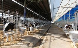 احداث واحد 2000 راسی پرورش گاو شیری، پروار بندی و تولید فرآورده های لبنی با مشارکت بانک کشاورزی در استان مازندران