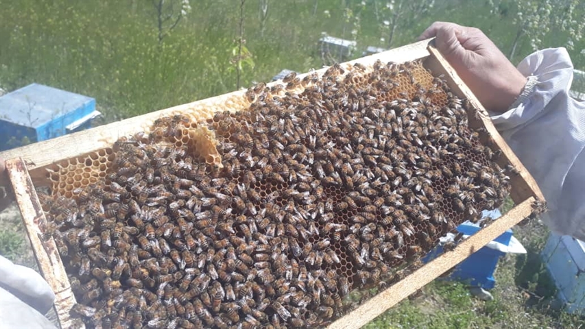 پوشش بیمه ای تعداد 3561 کلونی زنبور عسل  توسط صندوق بیمه کشاورزی استان البرز