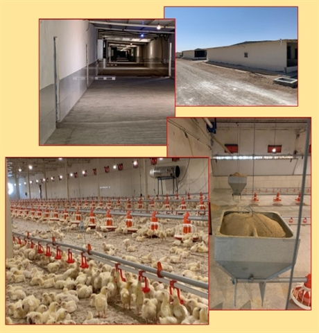 راه اندازی واحد پرورش مرغ مادر گوشتی با مشارکت بانک کشاورزی استان اصفهان