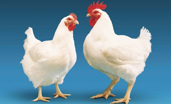 بانک کشاورزی، حامی تولید و کارآفرینان/ حمایت 110 میلیاردی بانک کشاورزی از راه اندازی مزرعه بزرگ پرورش مرغ مادر گوشتی مدرن در سیستان و بلوچستان 