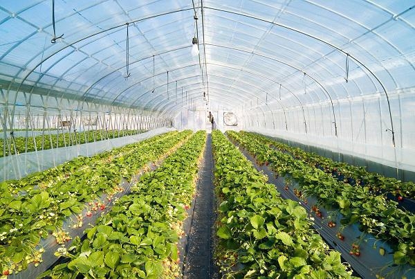 توسعه کشت گلخانه ای با حمایت بانک کشاورزی استان لرستان