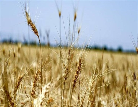 پوشش بیمه ای 9645  هکتار محصولات زراعی گندم آبی توسط صندوق بیمه کشاورزی استان البرز