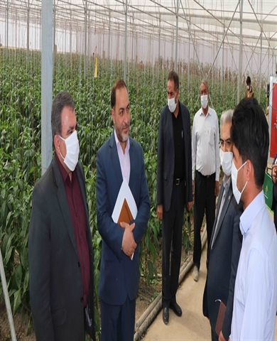 پرداخت بیش از 1225 میلیارد ريال تسهيلات كشت گلخانه اي در بانک کشاورزی استان همدان
