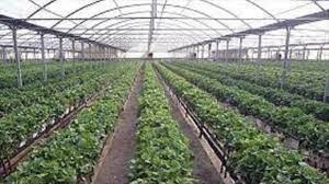 افتتاح و بهره برداری از طرح احداث گلخانه هیدروپونیک تولید سبزی و صیفی در استان فارس