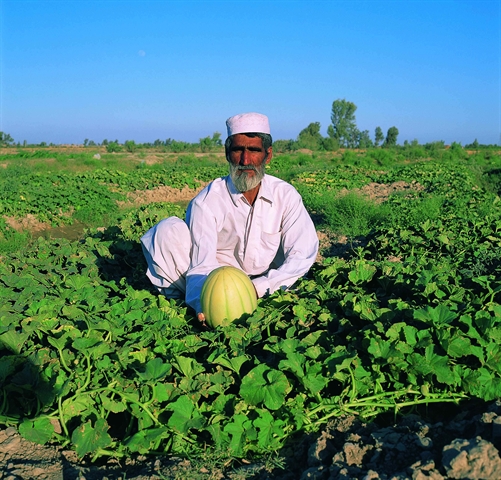 پرداخت قریب به 2410 میلیارد ریال تسهیلات اشتغال پایدار روستائی، توسط شعب بانک کشاورزی استان سیستان و بلوچستان