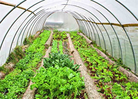 پرداخت بیش از 56 میلیارد ریال تسهیلات گلخانه توسط شعب بانک کشاورزی استان همدان