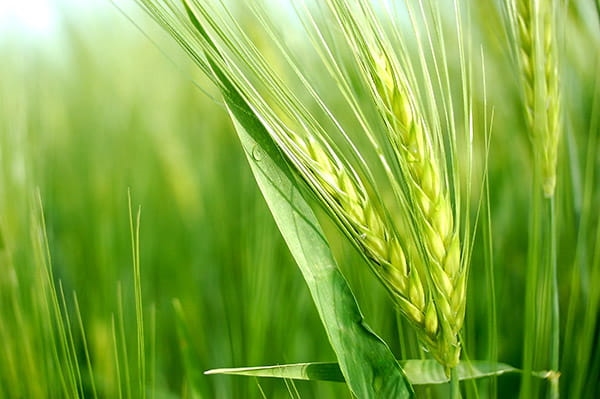 پرداخت 11.375 میلیارد ریال تسهیلات زراعت توسط بانک کشاورزی استان گلستان