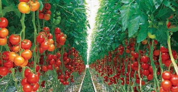 راه اندازی طرح گلخانه هیدوپونیک تولید گوجه فرنگی  با مشارکت بانک کشاورزی استان آذربایجان شرقی