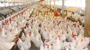 افتتاح و بهره برداری از طرح پرورش مرغ مادر گوشتی در استان فارس