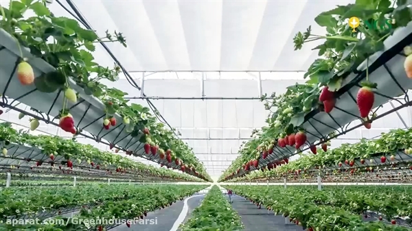 افتتاح گلخانه هیدروپونیک توت فرنگی با حمایت 85میلیارد ریالی بانک کشاورزی استان گلستان