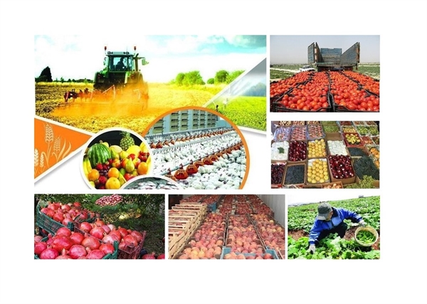 بخشودگی 236 میلیارد ریال بدهی کشاورزان استان آذربایجان شرقی توسط بانک کشاورزی