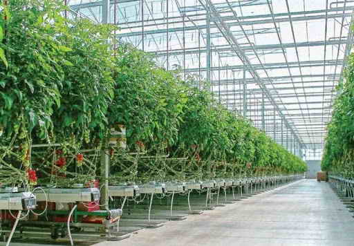 پرداخت بیش از 467 میلیارد ريال تسهيلات كشت گلخانه اي در بانک کشاورزی استان همدان