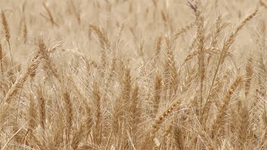 پرداخت 1060 هزار میلیارد ریال به گندمکاران بابت بهای گندم تحویل شده به سیلوهای استان همدان توسط بانک کشاورزی