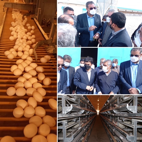 احیاء طرح 240 هزار قطعه ای مرغ تخم گذار در زاهدان، با حمایت 140 میلیارد ریالی بانک کشاورزی