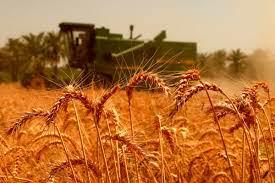 توسط بانک کشاورزی صورت گرفت:  خريد بيش از ۶۵۰۰ تن گندم از کشاورزان استان قم
