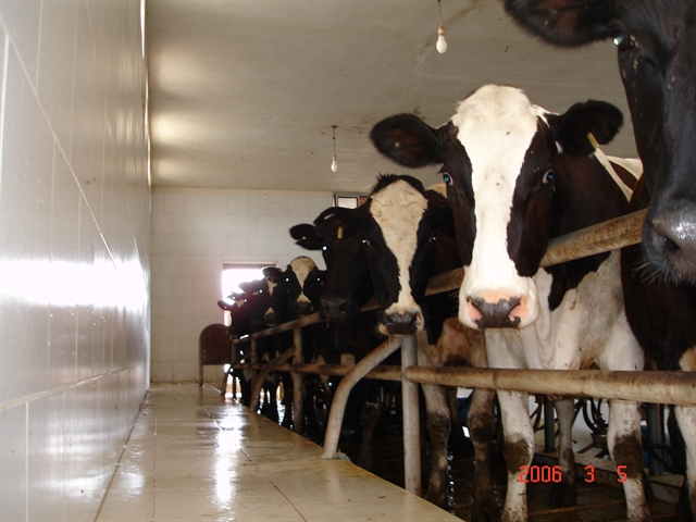 بهره برداری از واحد دام شیری در استان قم با مشارکت بانک کشاورزی