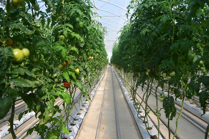 پرداخت 580 میلیارد ریال تسهیلات گلخانه توسط شعب بانک کشاورزی استان گلستان