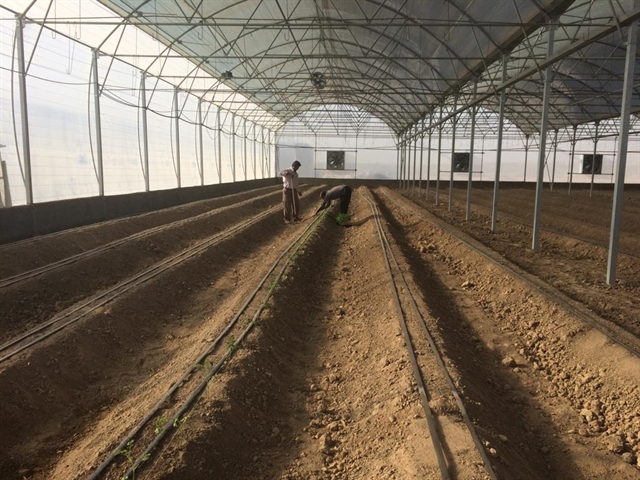 افتتاح یک واحد گلخانه محصولات خارج ازفصل در استان قم