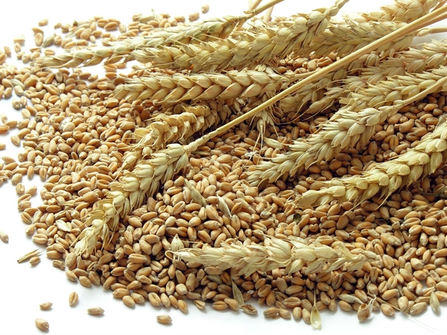 خرید 23 هزار و 266 تن گندم با عاملیت بانک کشاورزی در سیستان و بلوچستان