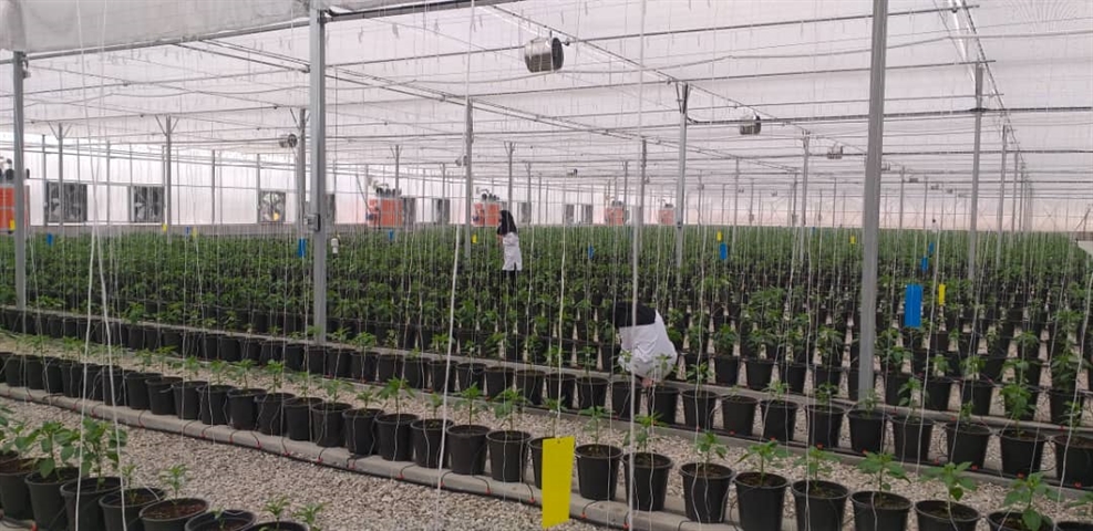 آئین افتتاح مجتمع گلخانه ای هیدروپونیک درشهرستان هلیلان