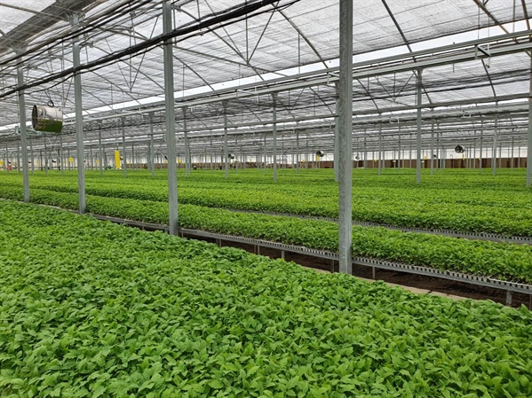 بانک کشاورزی، حامی تولید و کارآفرینان / حمایت ۱۲۵میلیاردی بانک کشاورزی از راه اندازی واحد گلخانه نشاء گوجه فرنگی دراستان کرمانشاه