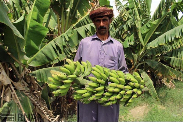 بیش از ٢١ هزار کشاورز در سیستان و بلوچستان تحت پوشش صندوق بیمه کشاورزی قرار گرفتند