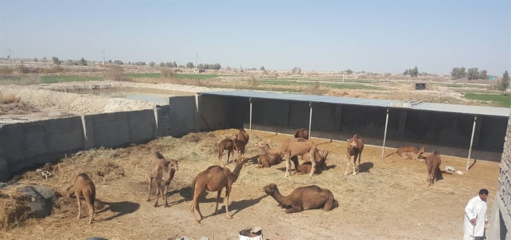 افتتاح واحد پرورش شتر داشتی با مشارکت بانک کشاورزی استان سیستان وبلوچستان