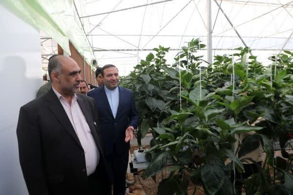 بازدید وزیر جهاد کشاورزی از طرح گلخانه هیدروپونیک سبزی و صیفی