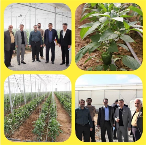 افتتاح گلخانه 7000 مترمربعی در چهارمحال و بختیاری با حمایت بانک کشاورزی در ایام الله دهه فجر