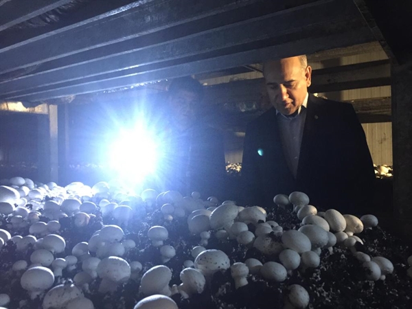 بازدید مدیر عامل بانک کشاورزی از واحد تولید قارچ خوراکی در ایوانکی