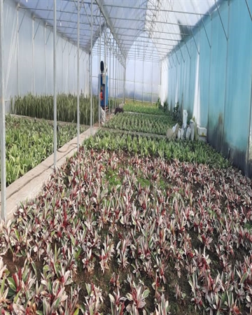  افتتاح گلخانه 7000 مترمربعی گیاهان زینتی در دهه فجر با حمایت بانک کشاورزی استان مازندران 