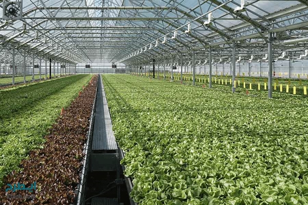 احداث 1200 هکتار گلخانه با حمایت بانک کشاورزی در 18 ماه اخیر