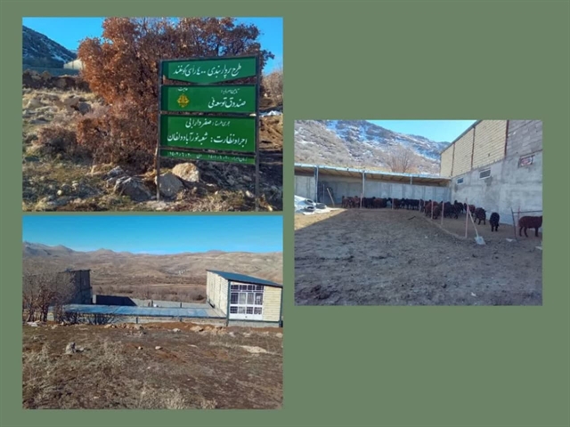 پویش اخبار دهه فجر:  افتتاح طرح پرواربندی بره 400 راسی با حمایت بانک کشاورزی در استان لرستان