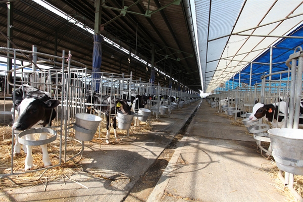 احداث واحد 2000 راسی پرورش گاو شیری، پروار بندی و تولید فرآورده های لبنی با مشارکت بانک کشاورزی در استان مازندران