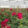 حمایت بیش از 65میلیارد ریالی بانک کشاورزی از راه اندازی مجموعه گل خانه آرتا رویش سبلان در استان اردبیل 