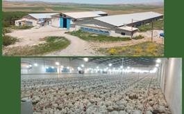 بهره برداری از طرح مرغداری گوشتی با حمایت  بانک کشاورزی استان لرستان